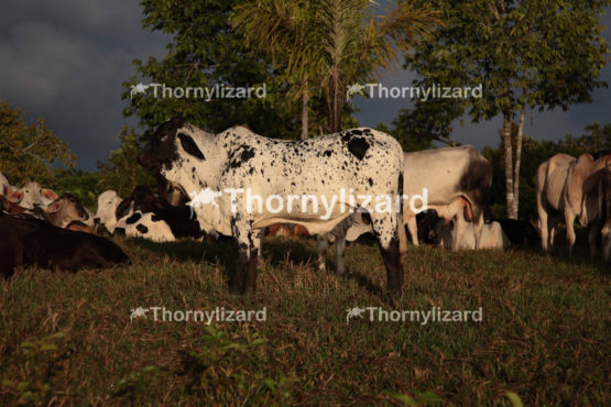 Amazon Tropical Rainforest with cattle at sunrise, Brazil