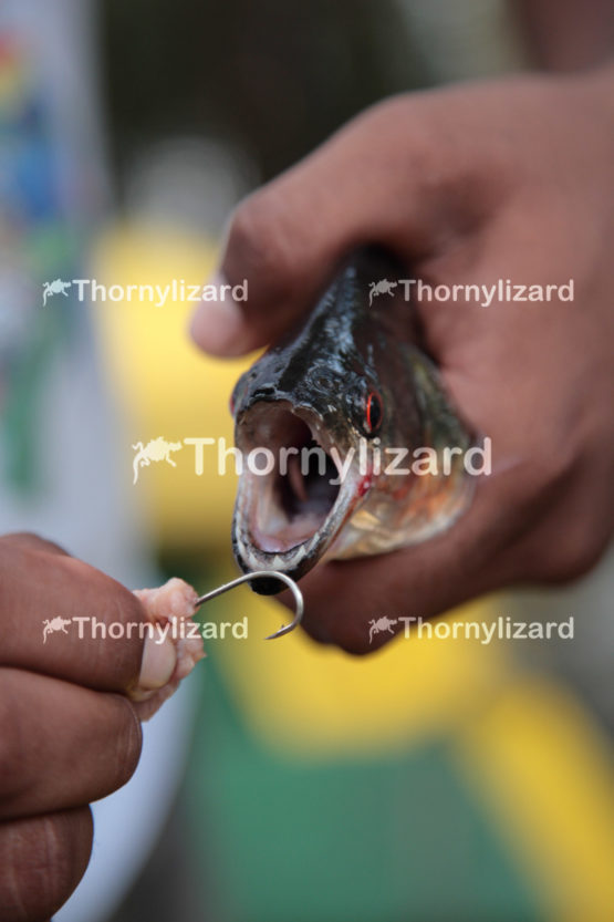 Amazon Jungle river sharp teeth Piranha, Brazil