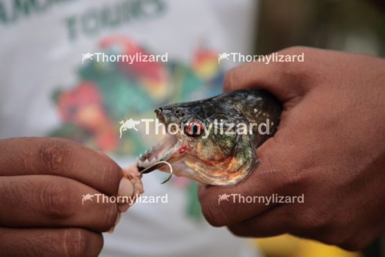 Amazon Jungle river sharp teeth Piranha, Brazil