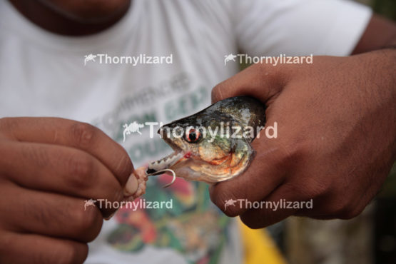 Amazon Jungle river sharp teeth Piranha, Brazil