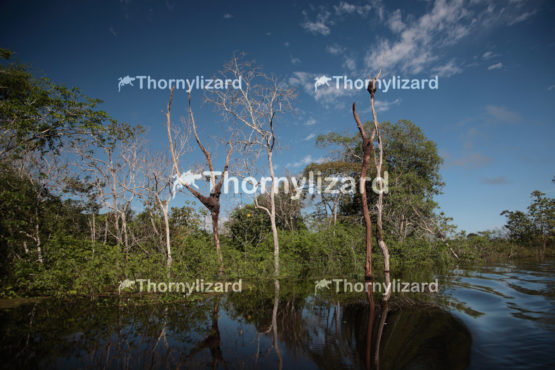 Amazon Jungle river flooded area, Brazil