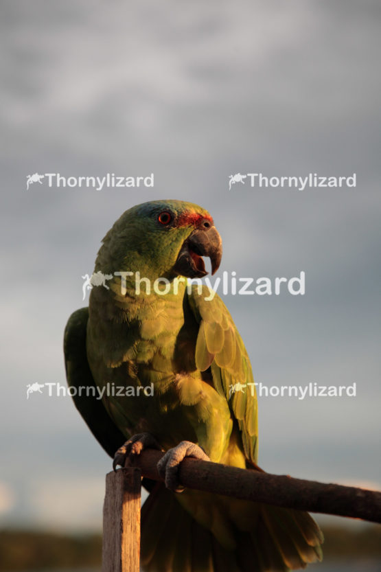 Amazon Jungle river green parrot under sunset, Brazil